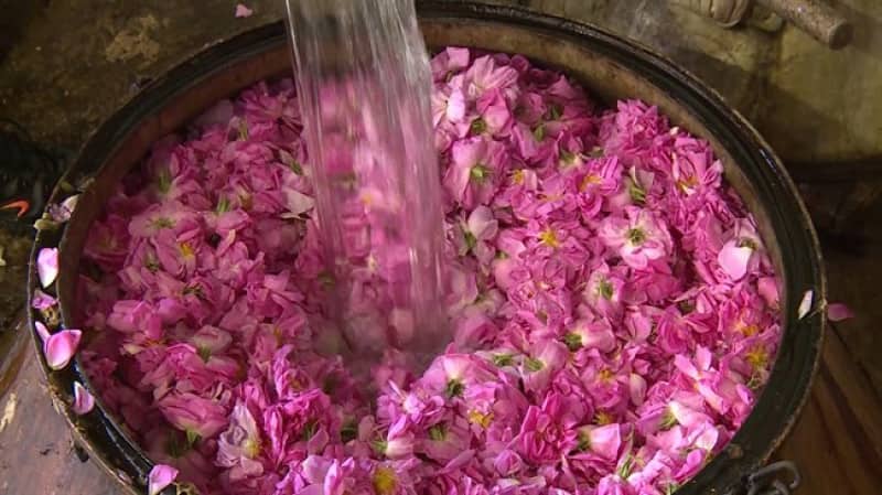 تصویر 3 از قیمت خرید گلاب اصل کاشان + فروش ویژه